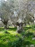 sizilien-mallorca 103